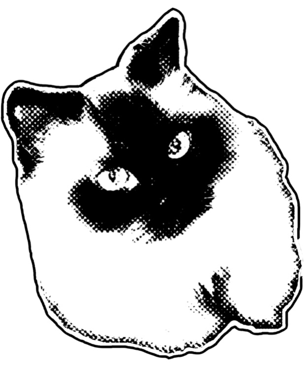 oliver, a beautiful cat