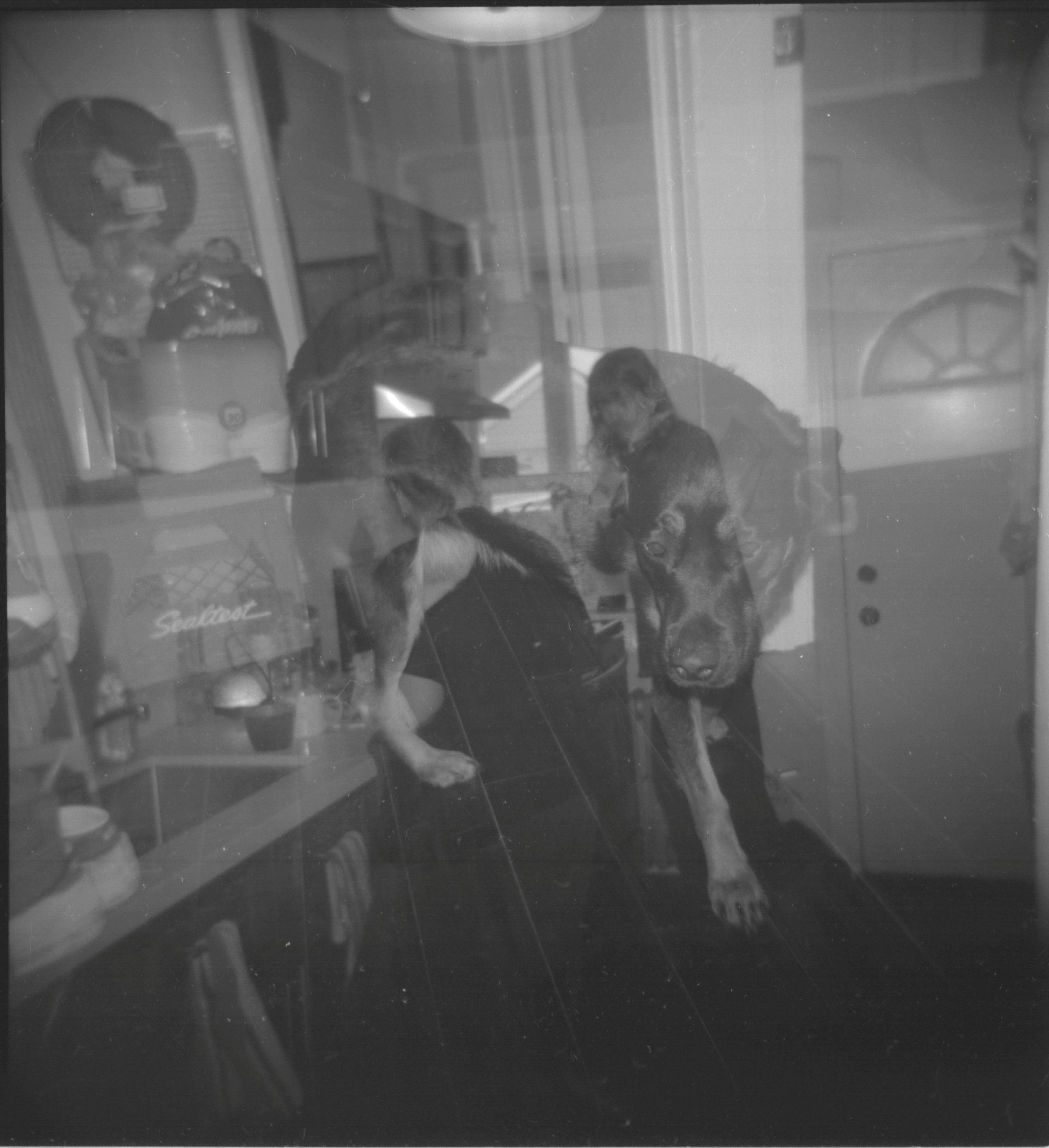 friends kentmere 400 holga
