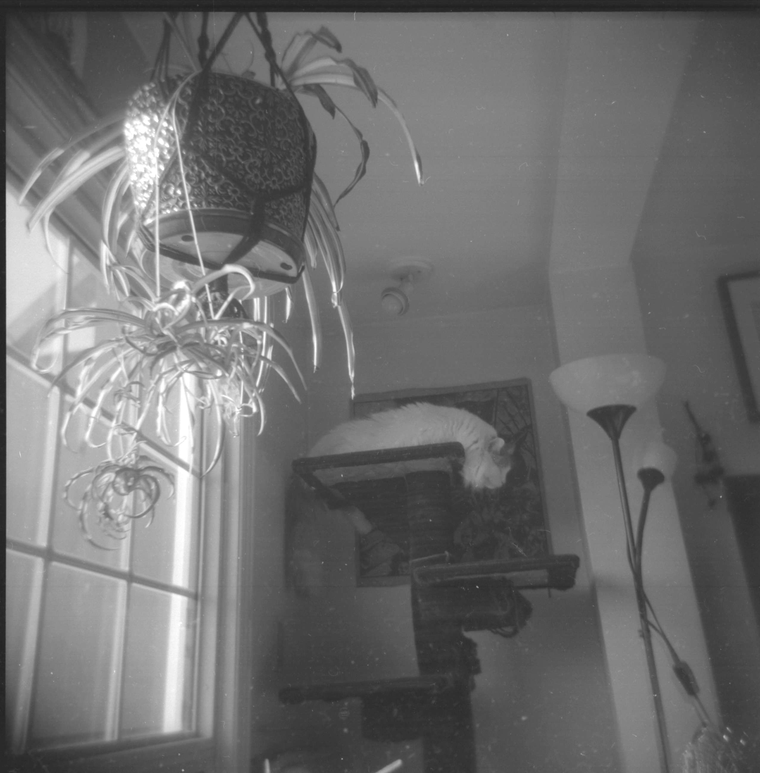 cb kentmere 400 holga